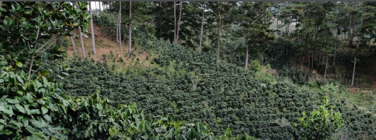 Coffee Farms in Vietnam